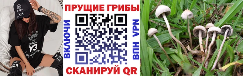 Купить  Шацк  Галлюциногенные грибы мицелий 